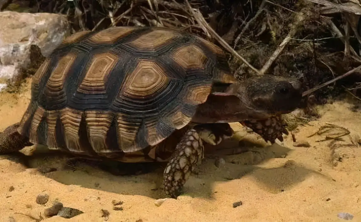 乌龟的种类图片及名称（乌龟的品种图片）