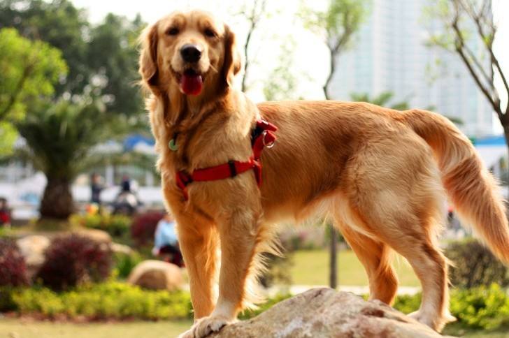 让我告诉你,一只纯种的“金毛犬”大概多少钱,别买贵了
