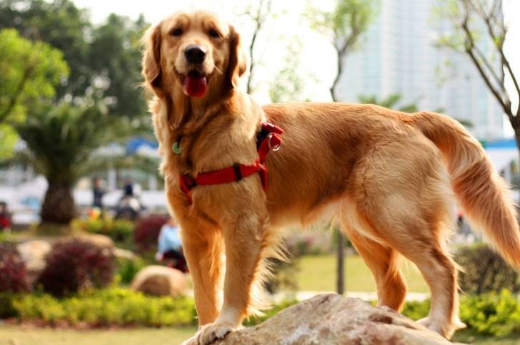 让我告诉你，一只纯种的“金毛犬”大概多少钱，别买贵了