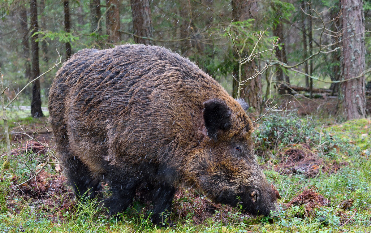欧洲,亚洲,美洲及澳洲均生活着野猪,仅在我国就存在着7个野猪亚种