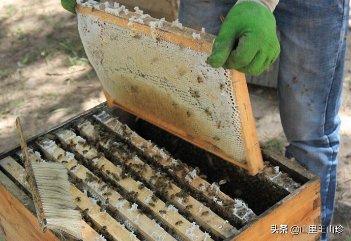 真正土蜂蜜多少钱一斤？