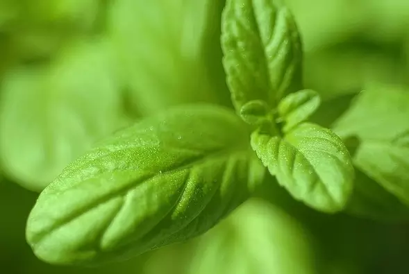 100种花的花语，太全了！ 第171张