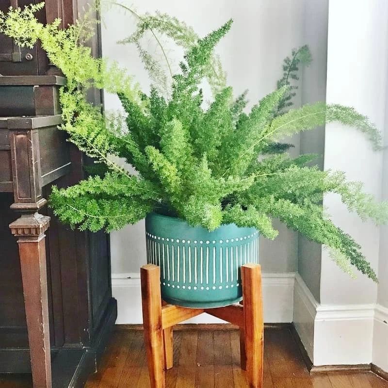 天门冬图片及类型(非常小众的狐尾天门冬盆栽介绍)