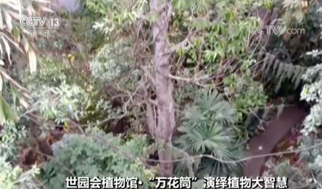 什么树最高？什么树会“武术”？植物也有大智慧