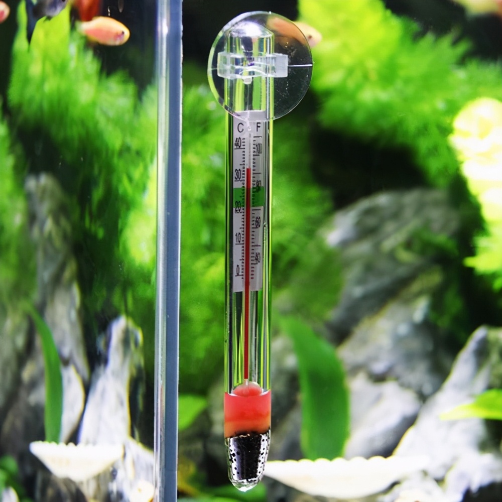 养小金鱼几天换一次水（每次换水量及换水要点）