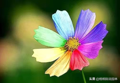 维C含量最高的水果居然是它！10种世界之最植物，你知道几种吗