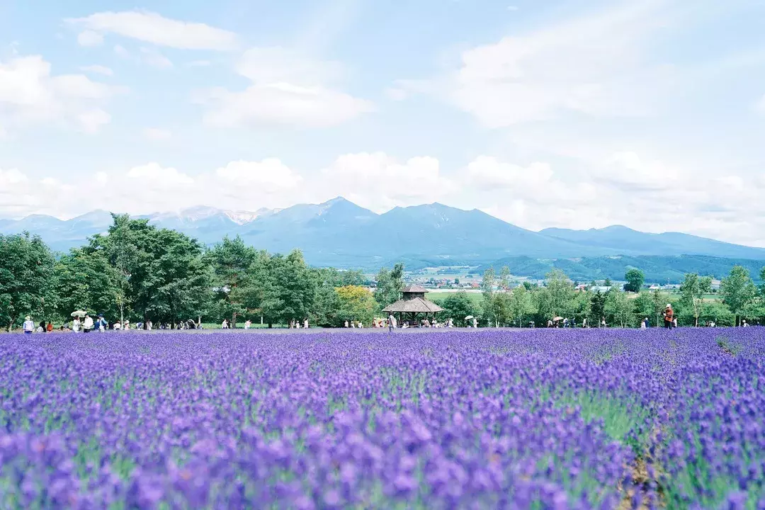 暑期亲子壮游:在夏日北海道,接受山川粮食的教育