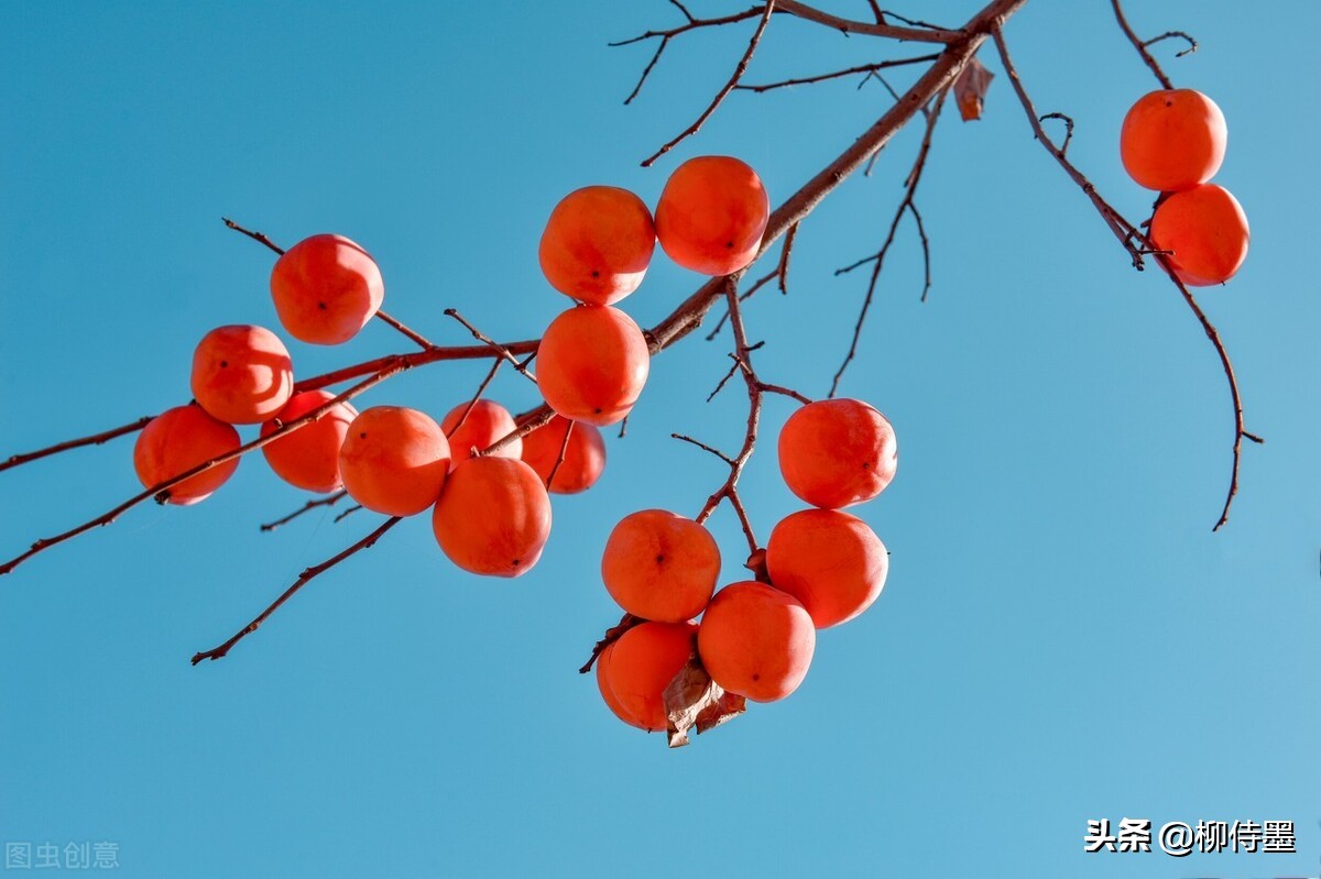 点评30张示例照片,拍摄金秋时节的"柿柿如意"