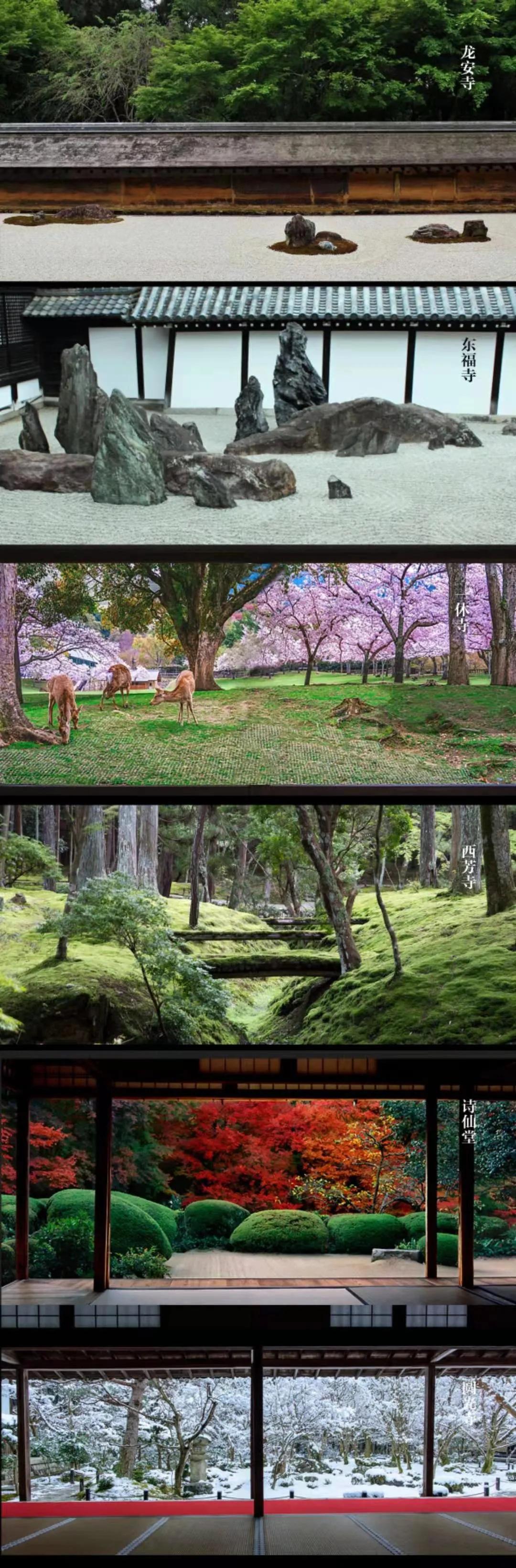 东瀛志：为什么日本人如此喜欢菊花？