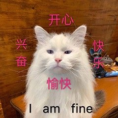 猫咪斗图表情包合集 你这是想干嘛呀