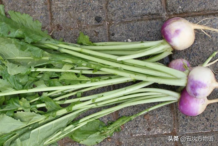 植物魚小蘿蔔圖片(盤點16種歐洲菜市場的奇怪蔬菜) - 赤虎壹號