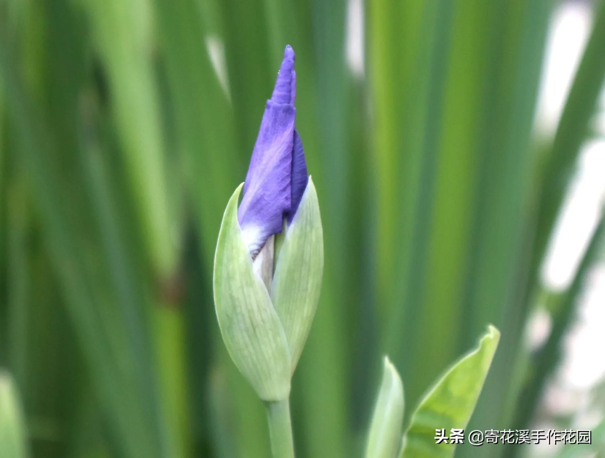 植物生长记录表图片(北方花园5月末植物生长记录)