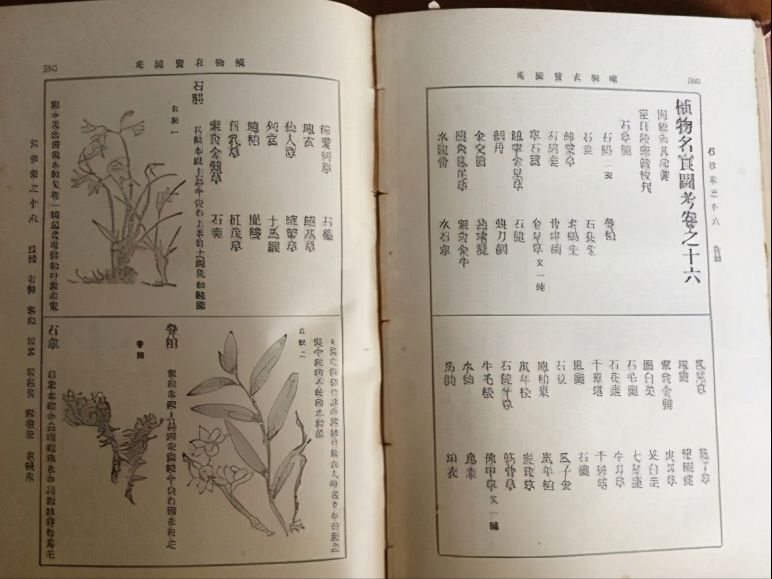 一点红——虽然清热解毒,散瘀消肿,但却具有肝毒性