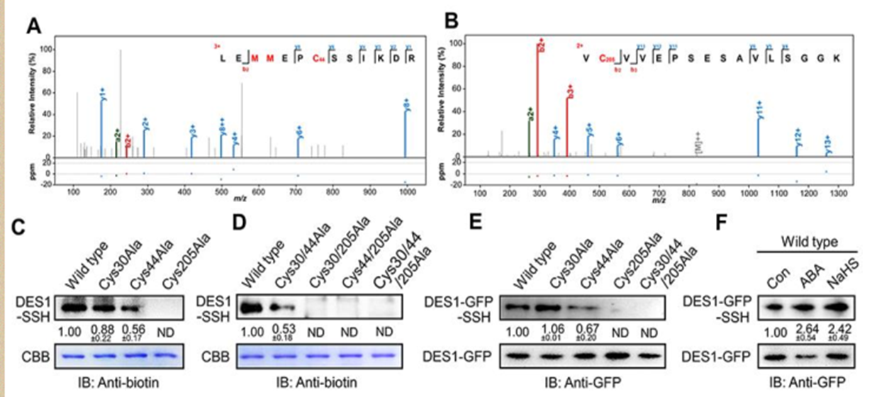 文章解读：“背靠背”南京农大谢彦杰同时解析硫化氢参与ABA信号