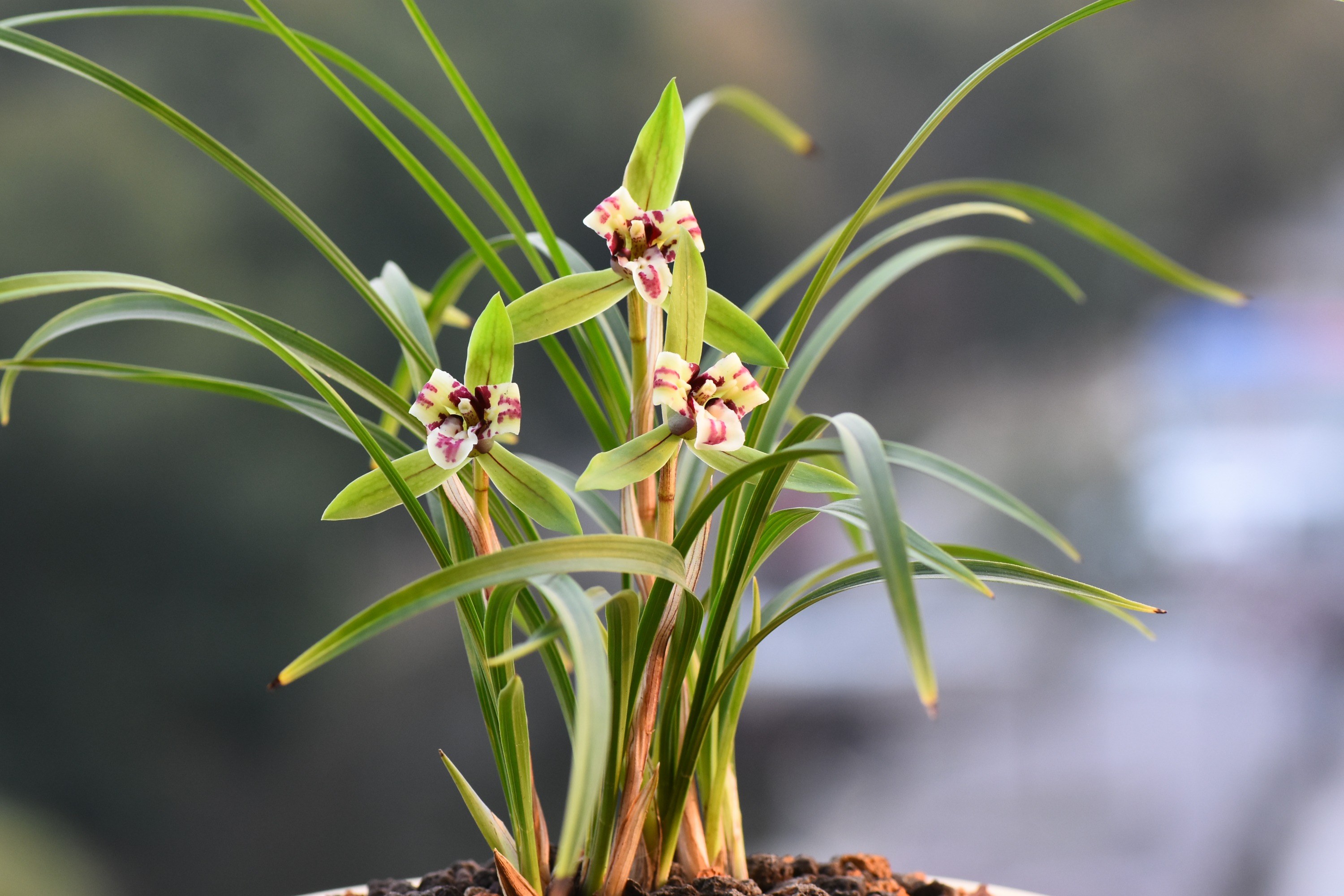 养护快1年的兰花水晶头那么少,该怎么做?