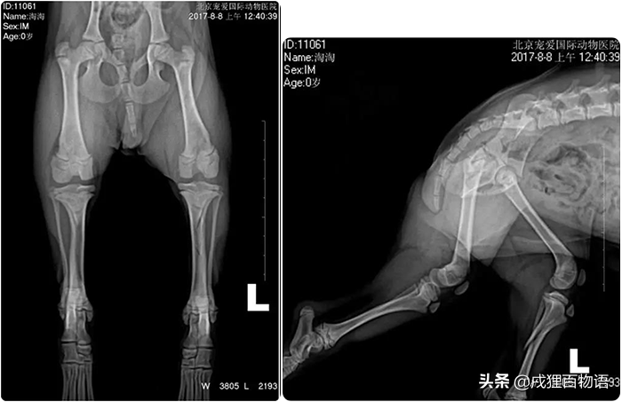 狗狗骨折了怎么办？看完这篇你就知道了