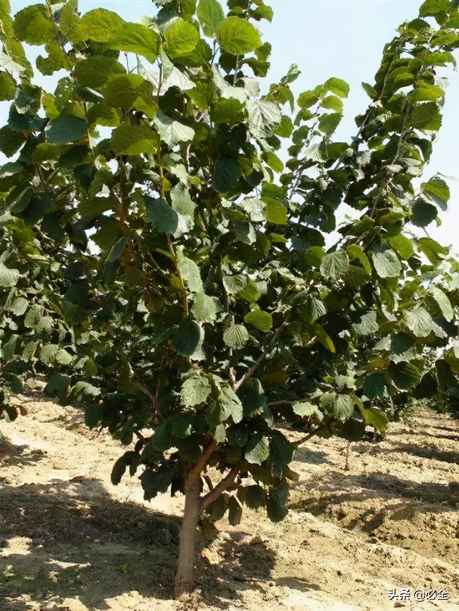 扁桃树种植要求（农民最适合种的7种坚果树推荐）