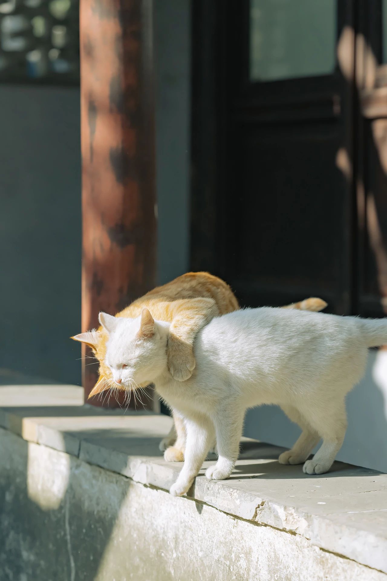 嬉笑怒打，皆是真爱——苏州园林里的“神仙眷侣”