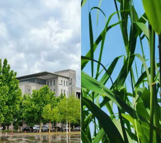 超心动！直击天津魅力高校，四季坐拥神仙颜值！网友：别人家的学校！