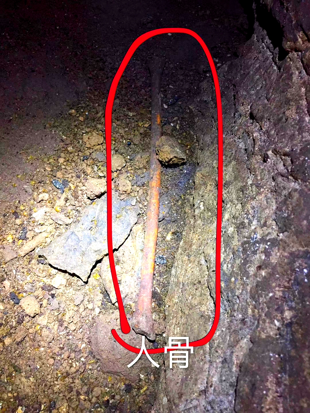 白腹巨鼠有多大（探索息烽神秘溶洞体形硕大的老鼠如野兔）