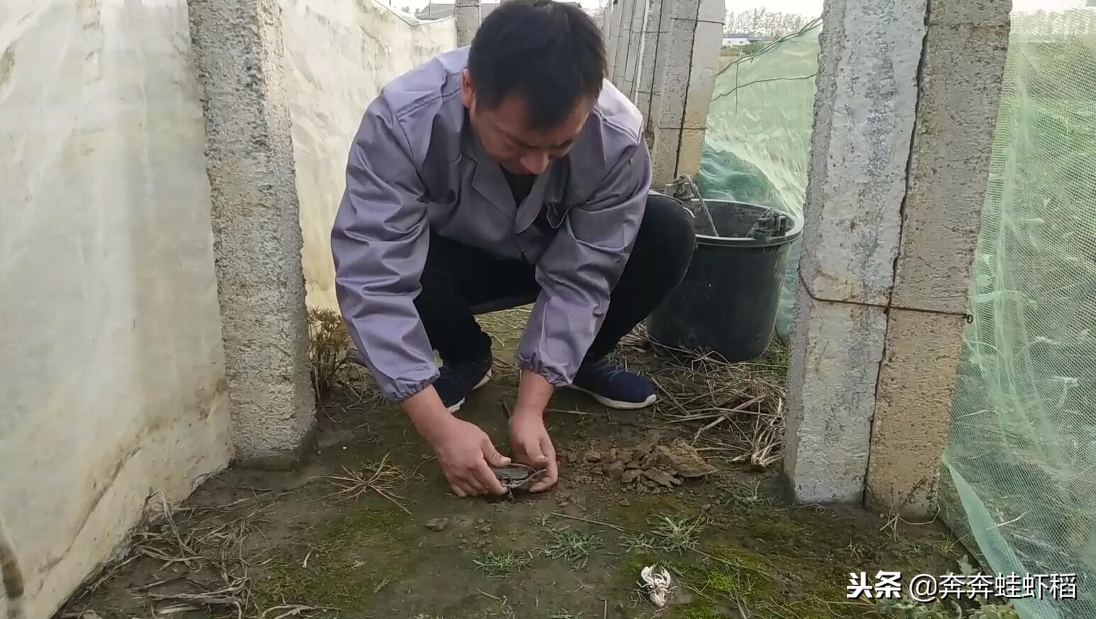 青蛙養殖成本,青蛙養殖一畝要多少錢