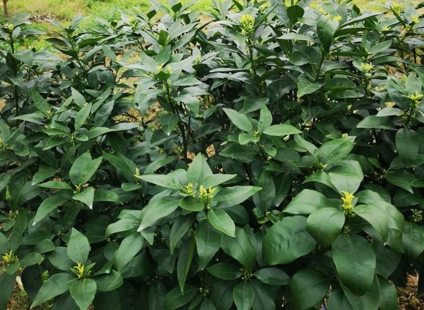 果树冲施肥的选择应考虑土壤和作物需肥特性，无硼易导致坐果率低。建议选择含硼充足的专业果树专用冲施肥，如以色列进口的平衡型水溶肥。