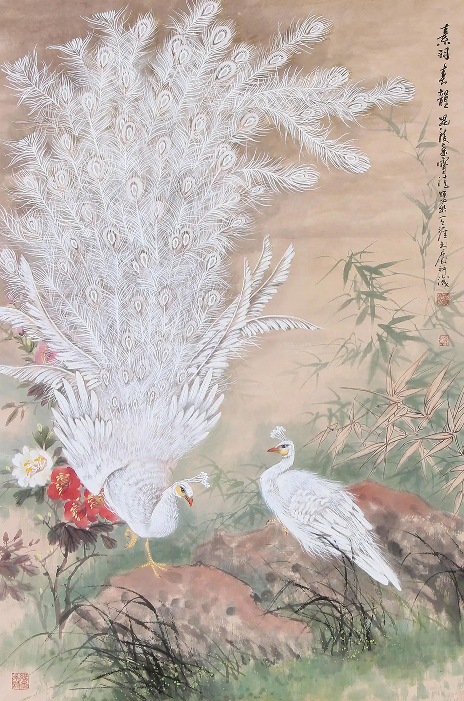 高贵,冷艳的白孔雀