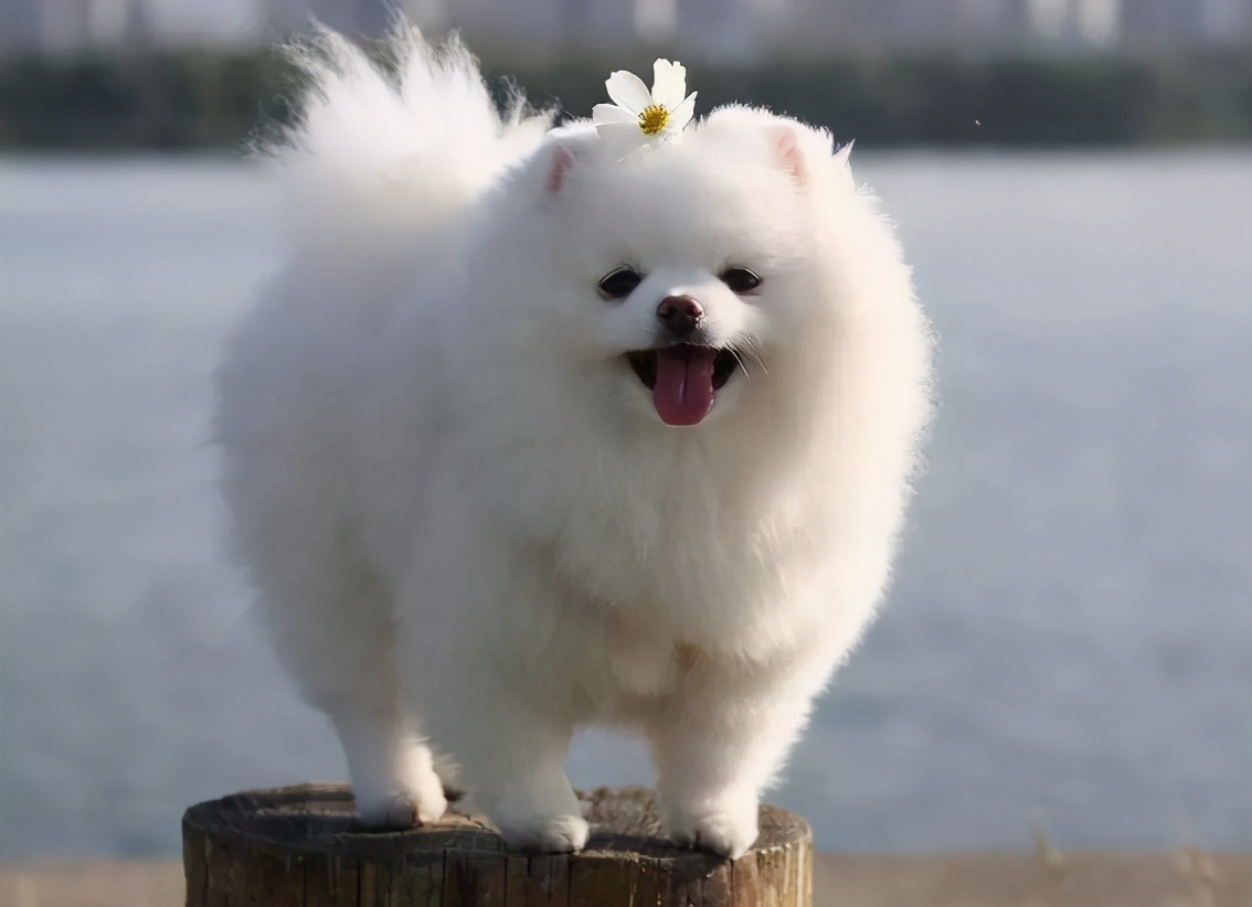这5种小型犬可不是“白眼狼”，眼里全都是你