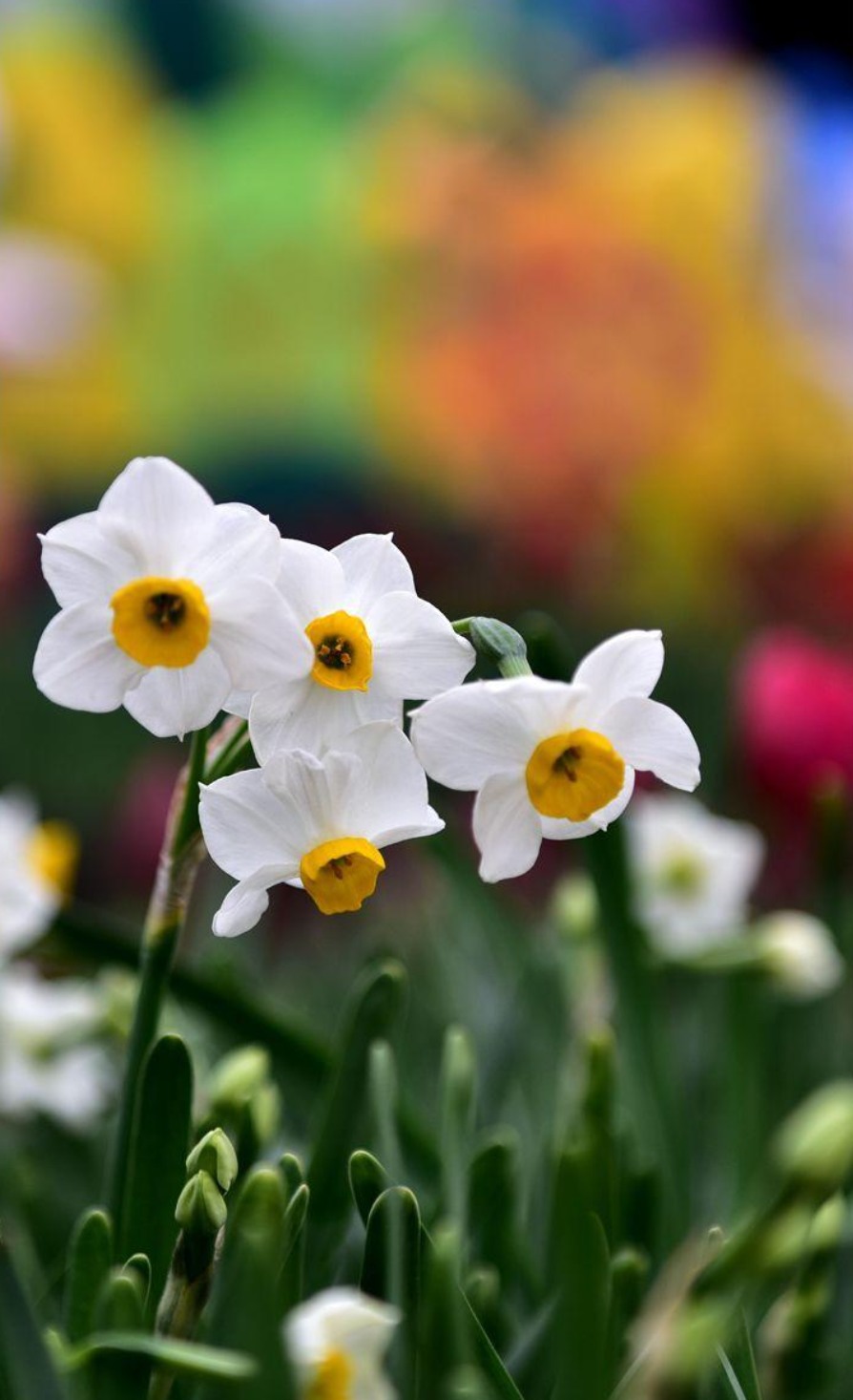 水仙花开迎春来，古诗词里的水仙花，素洁幽雅，超凡脱俗