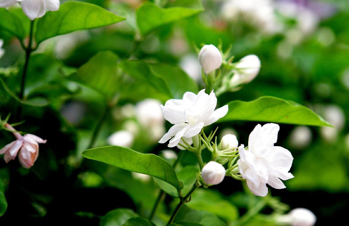 茉莉的养殖方法和注意事项（关于茉莉的养殖小方法）
