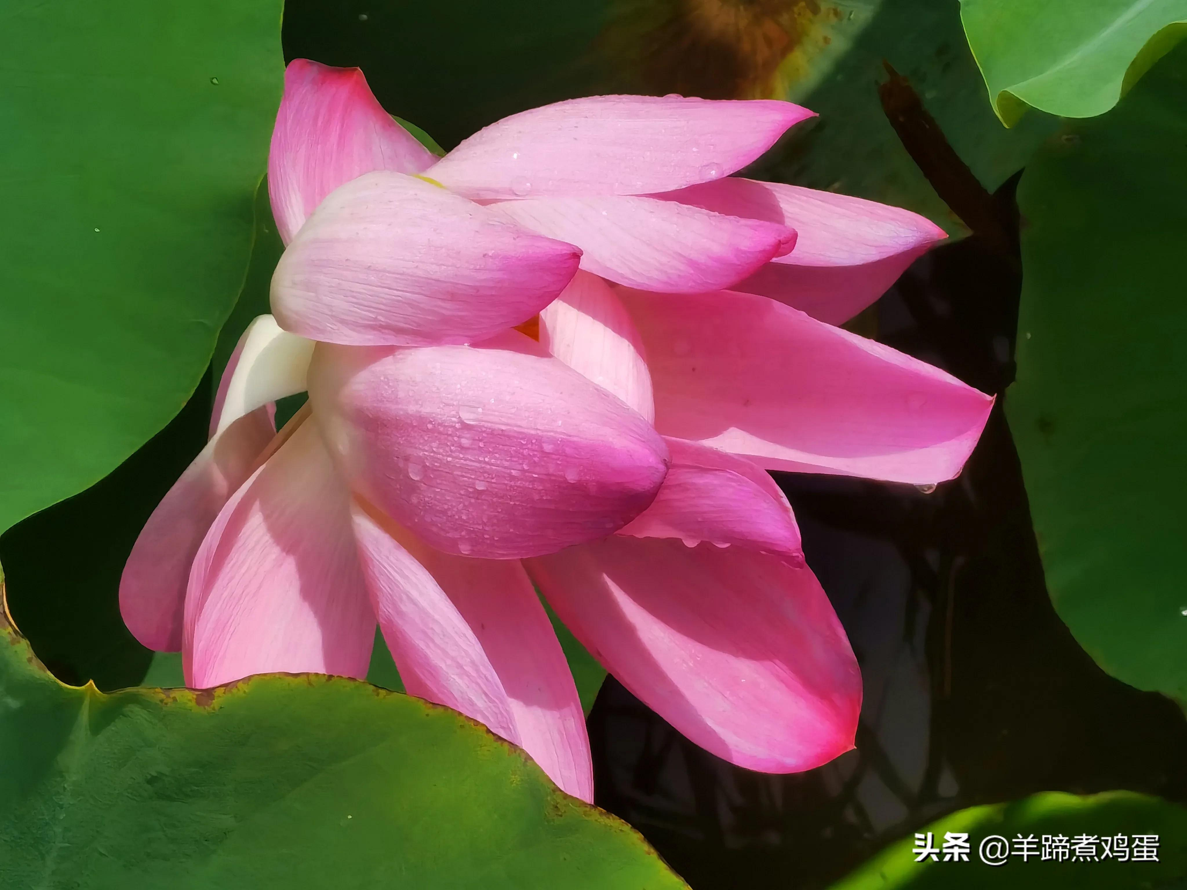 淫雨唤云行日隐耀霞红--雨后北京云空的美丽身影留下霞浓