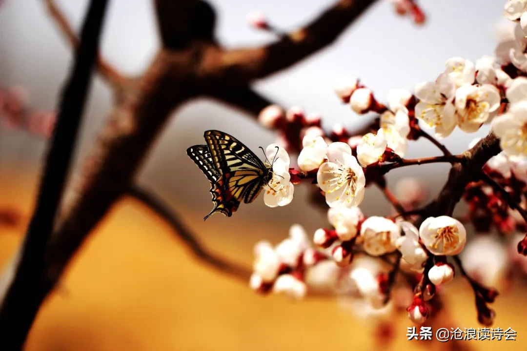 五月，你好！51首好诗送给流年，愿你风雨珍重，不负青春