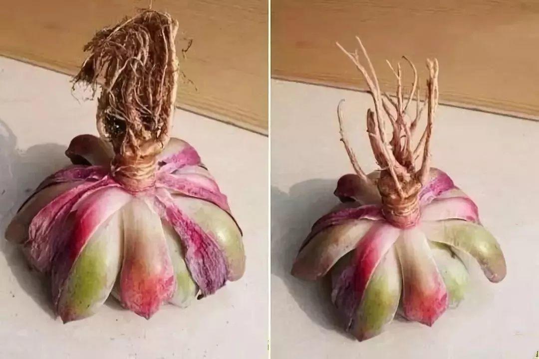 Ӫ͸ֱˮҲøţ