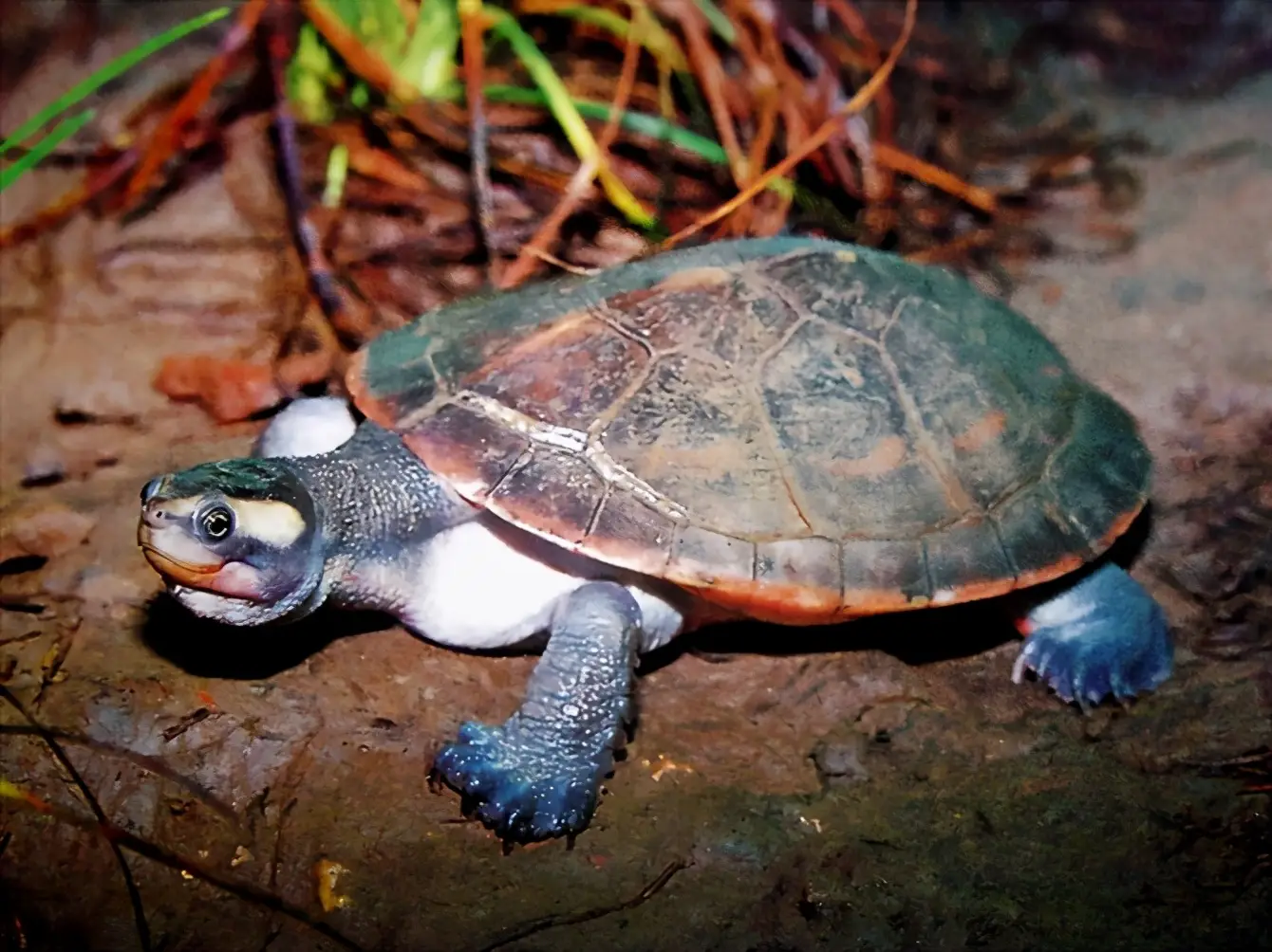 乌龟的种类图片及名称（乌龟的品种图片）
