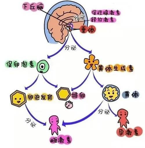 什么是性冷淡，性冷淡有什么症状，该怎么防 怎么治