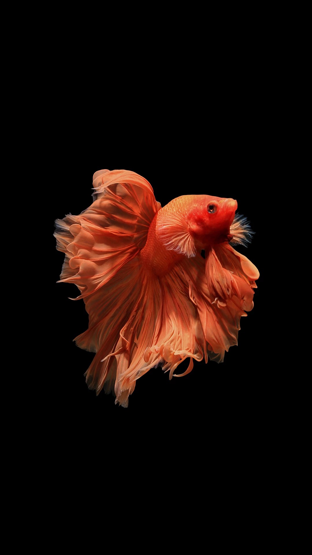 二,iphone6s的金鱼壁纸,要高清的可以,很好看.