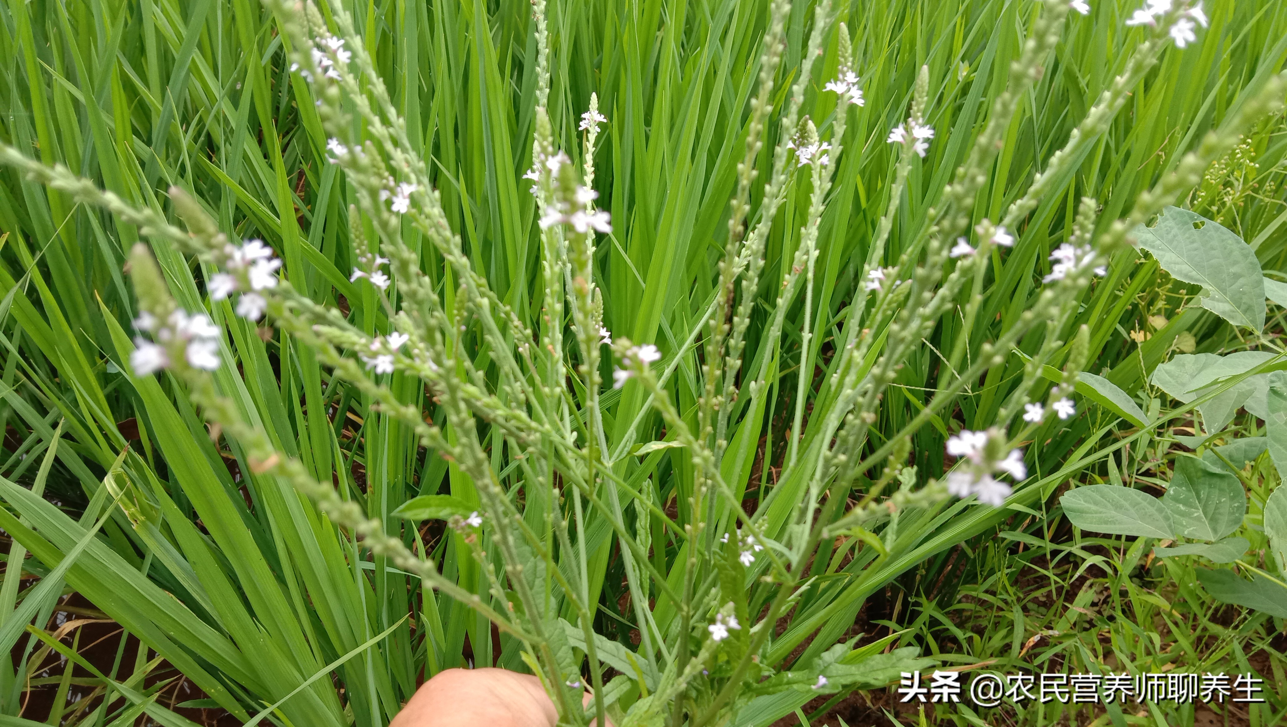 田边常见的小草,懂得人采回家煮水,你知道它有何价值吗?