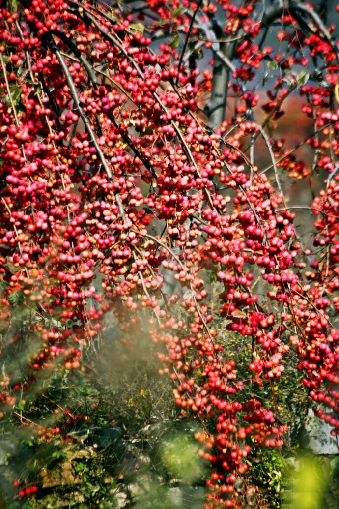秋天来了,棵棵海棠树的枝条上都挂满了累累果实,红彤彤,黄橙橙的一片