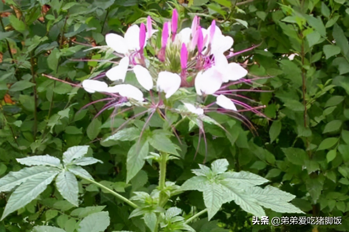 白花菜产地,白花菜产地在哪里