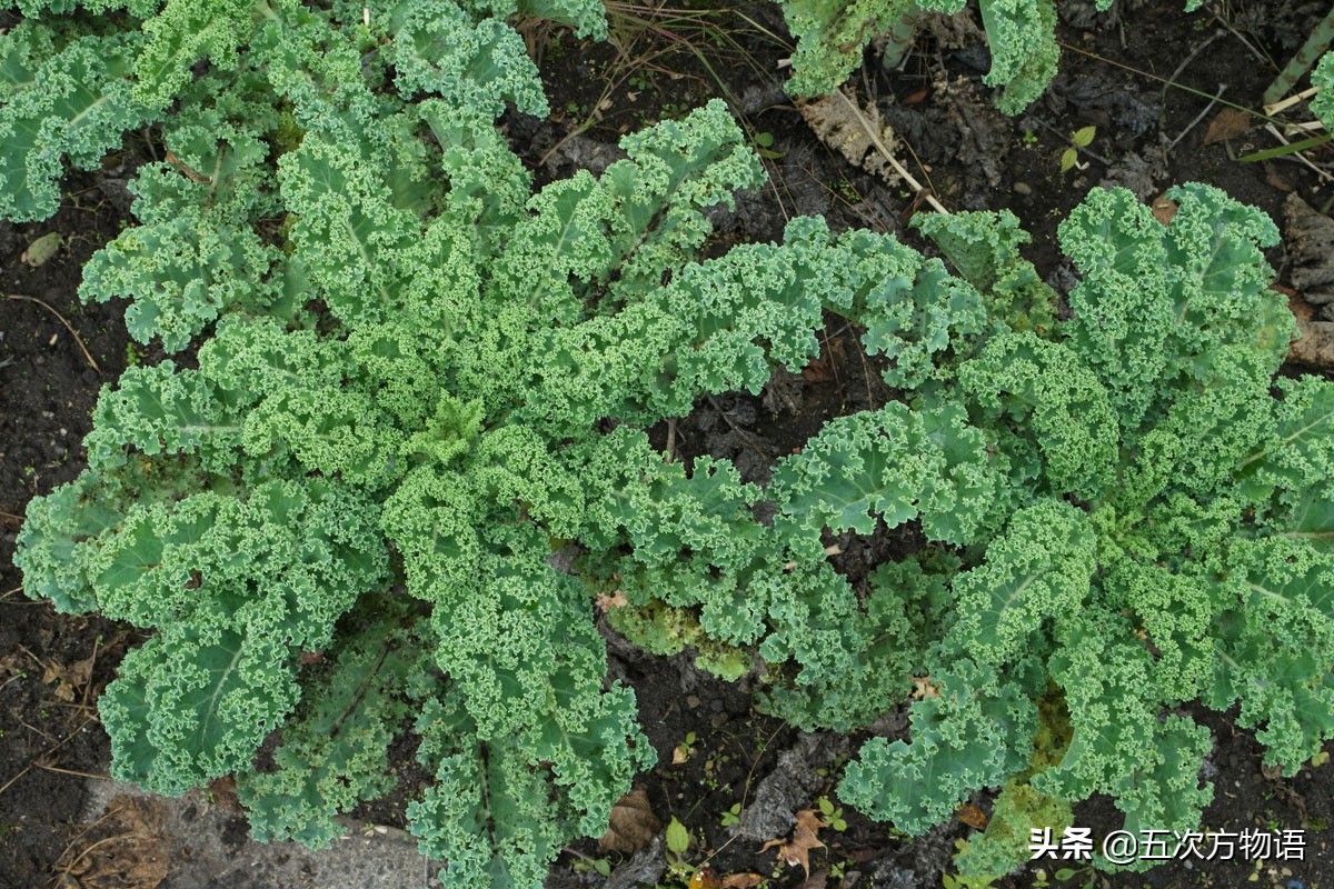 植物魚小蘿蔔圖片(盤點16種歐洲菜市場的奇怪蔬菜) - 赤虎壹號