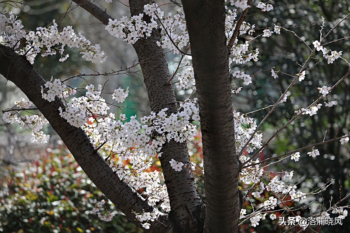 日本樱花文化（内涵揭秘日本樱花文化背后的冷知识）