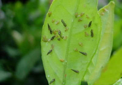 柑橘木虱是(盐花枯蝇的有害特征和发生规律)-最美岛