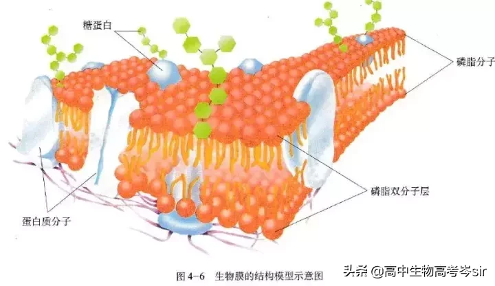 细胞膜的结构特点（高中生物细胞膜的结构和功能）