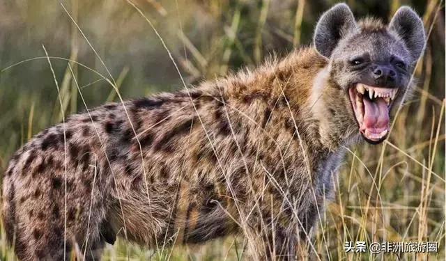 野狗为什么不怕鬣狗(非洲野狗为什么不怕非洲二哥鬣狗?