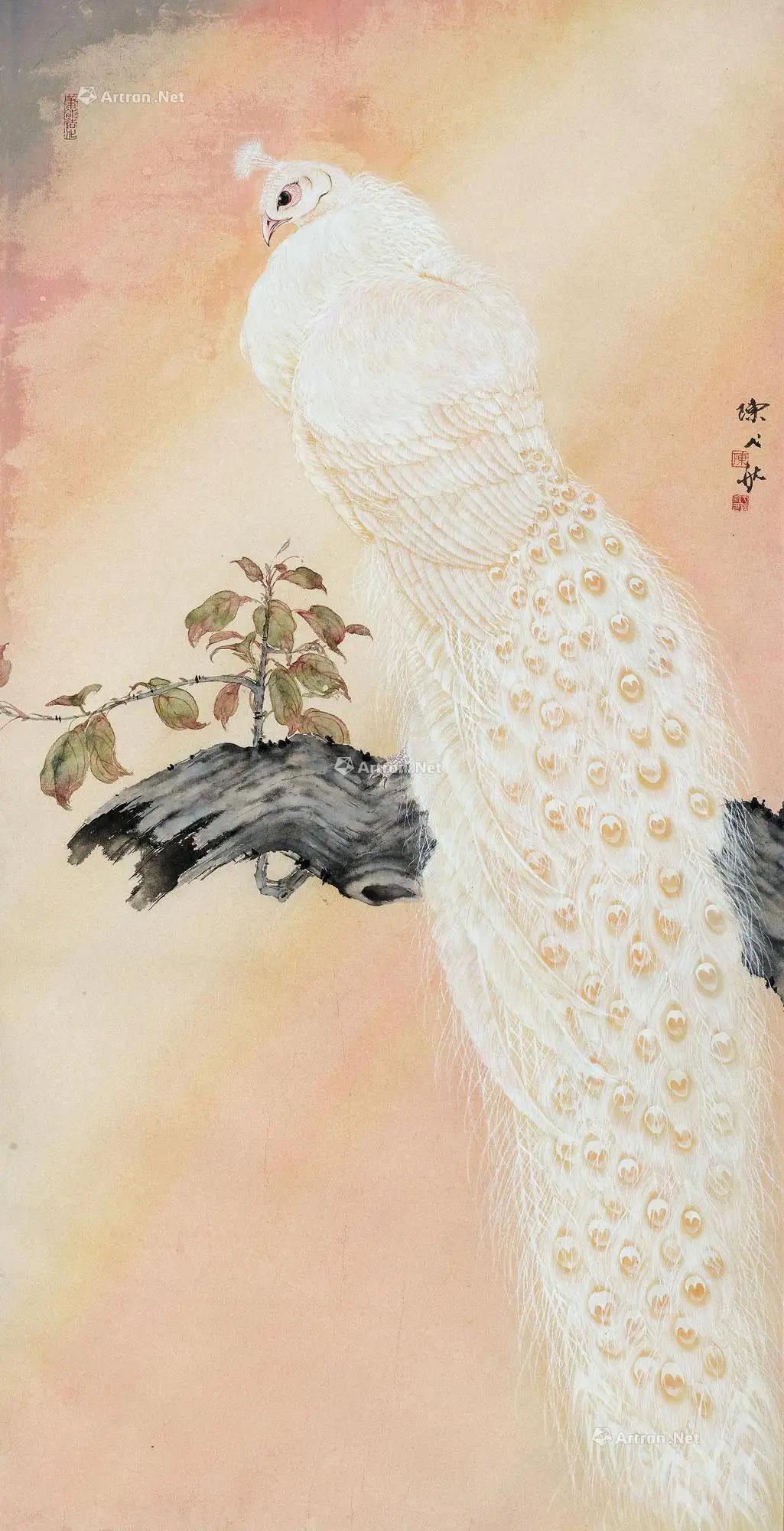 高贵,冷艳的白孔雀