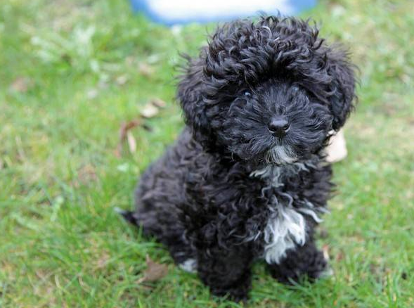 养泰迪,劝你不要养黑色的,原因有这些