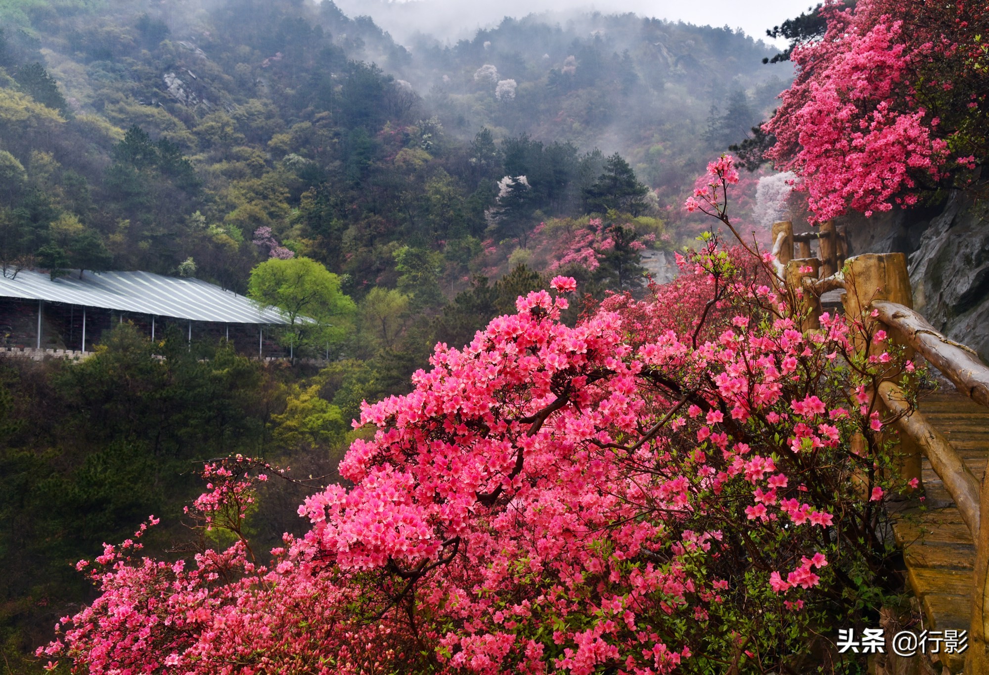 网红景点武汉云雾山,是何美景让三十万人趋之若鹜,天天爆满?