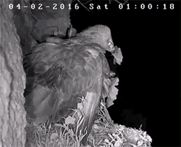 猫头鹰从不自己筑巢，都是抢，为什么？战斗力爆表，是鹰的天花板