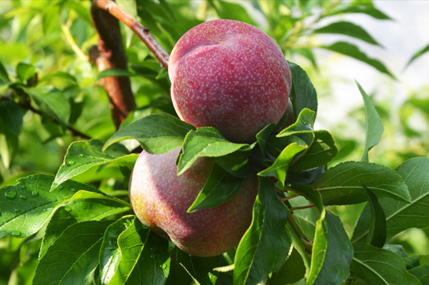 美国黑布林口碑跌至冰点，原产于我国的9个李子，你识得几个？