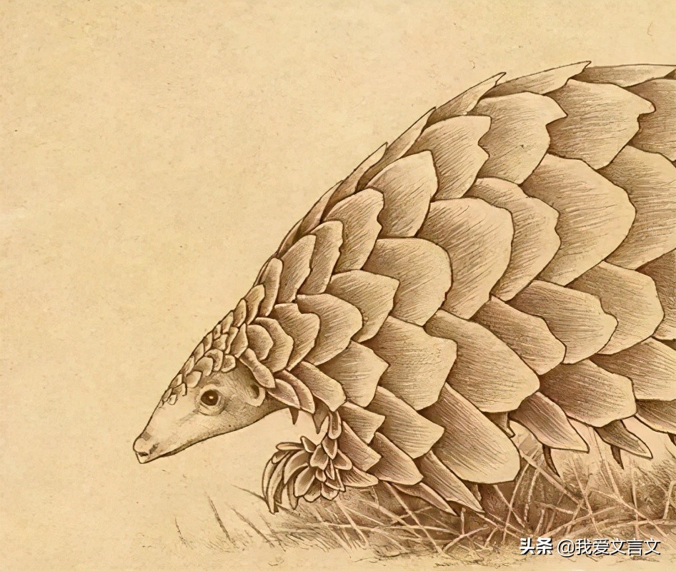 经典文言文赏析 | 商陵君豢龙